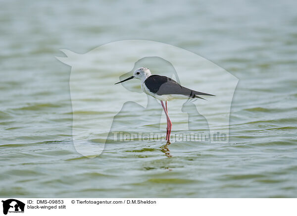 black-winged stilt / DMS-09853