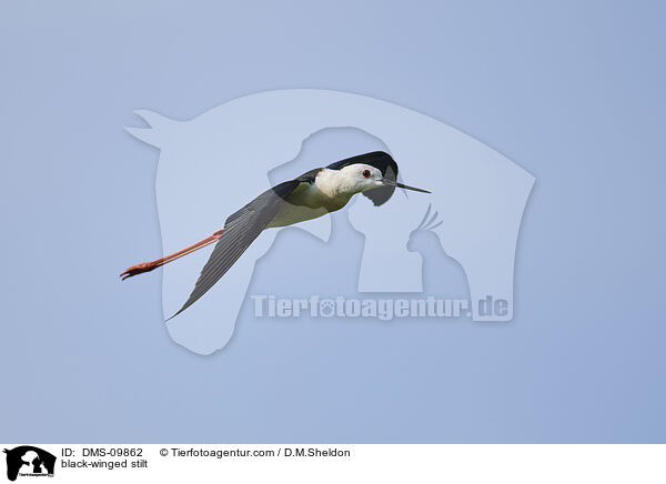 black-winged stilt / DMS-09862