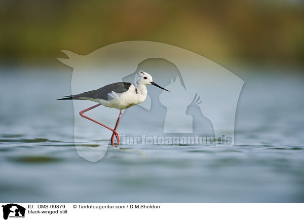 black-winged stilt / DMS-09879