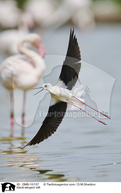 black-winged stilt / DMS-10157