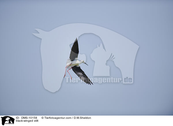 Stelzenlufer / black-winged stilt / DMS-10158