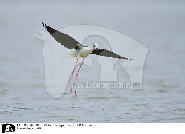 black-winged stilt / DMS-10166