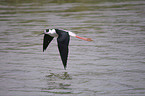 flying black-winged stilt