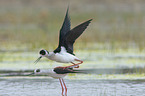 black-winged stilt