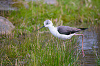 black-winged stilt