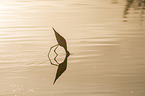 black-winged stilt