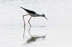 black-winged stilt