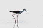 black-winged stilt