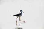 black-winged stilt