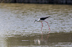 black-winged stilt