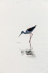 black-winged stilt