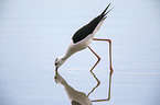 black-winged stilt