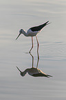 black-winged stilt