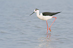 walking black-winged Stilt