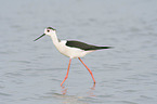 walking black-winged Stilt