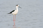 standing black-winged Stilt