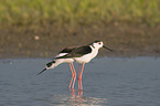 standing black-winged Stilt