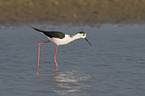 walking black-winged Stilt