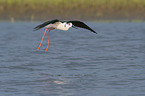 flying standing black-winged Stilt