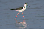 walking black-winged Stilt