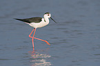 walking black-winged Stilt