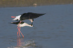 standing black-winged Stilt