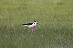 black-winged stilt