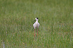 black-winged stilt