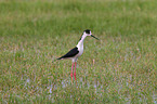 black-winged stilt