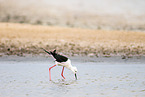 black-winged stilt