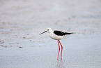 black-winged stilt