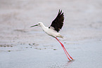 black-winged stilt