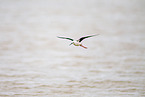 black-winged stilt