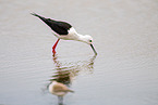 black-winged stilt