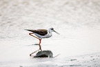 black-winged stilt