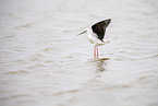 black-winged stilt