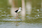 black-winged stilt