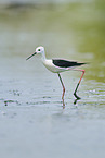 black-winged stilt