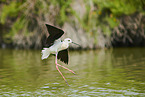 black-winged stilt