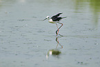 black-winged stilt