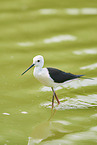 black-winged stilt