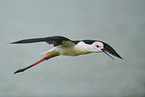 black-winged stilt