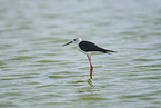 black-winged stilt