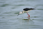 black-winged stilt