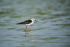 black-winged stilt