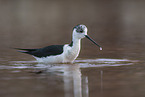 black-winged stilt