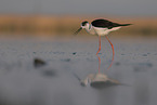 black-winged stilt