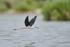 black-winged stilt