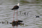 black-winged stilt