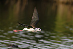 black-winged stilt